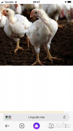 Куры несушки