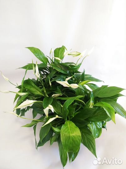 Спатифиллум Беллини 13/40