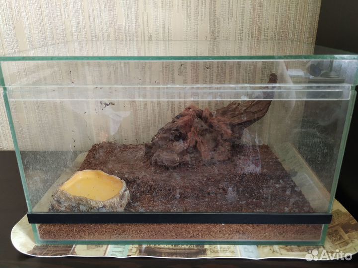 Паук (самка)