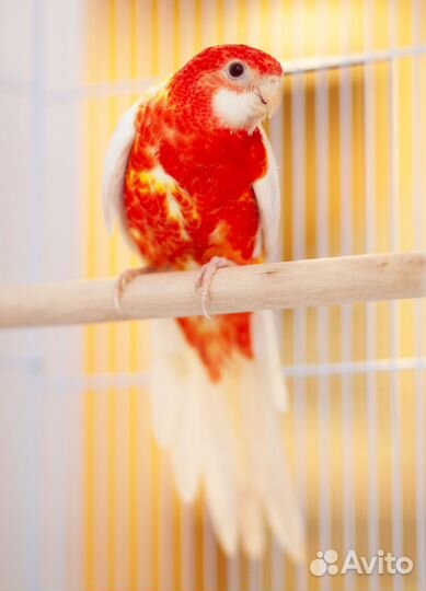 Розелла рубиновая птенцы