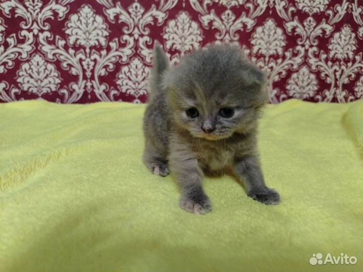 Котята хайленд фолд