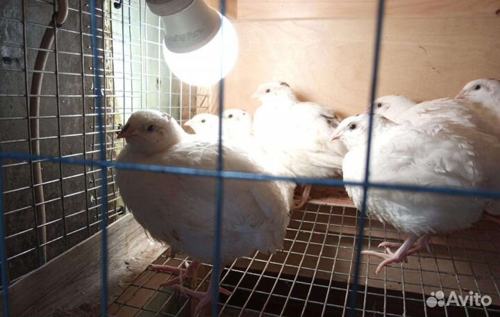 Перепелки несушки