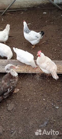 Петушки куры домашние,настоящий вкус