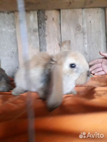 Крольчата французкий баран