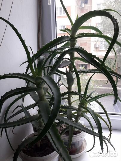 Алоэ лечебный