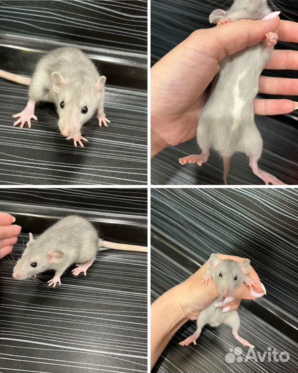 Декоративная крыса дамбо