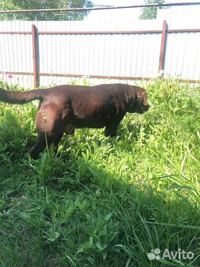 Вязка лабрадор