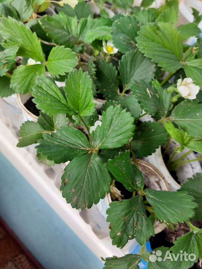 Клубника рассада