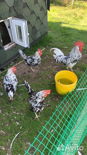 Леггорн долматинец