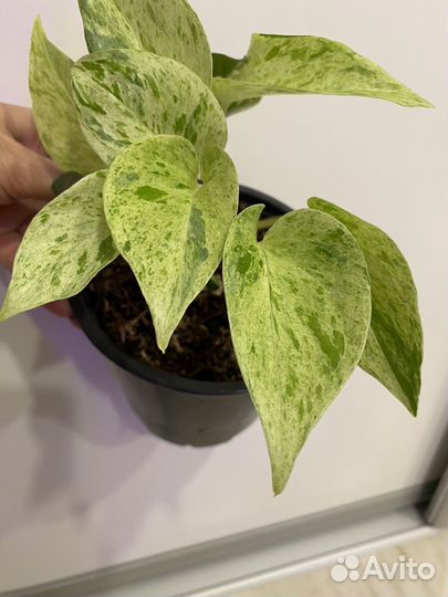 Эпипремнум (Сциндапсус)