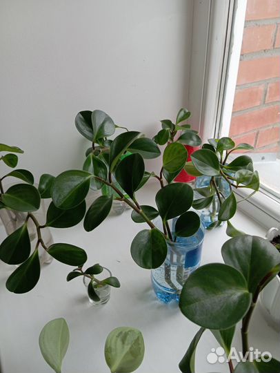 Пеперомия туполистная