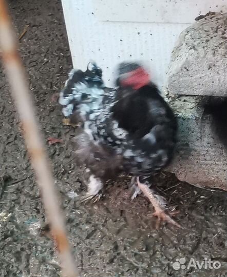 Курицы несушки домашние