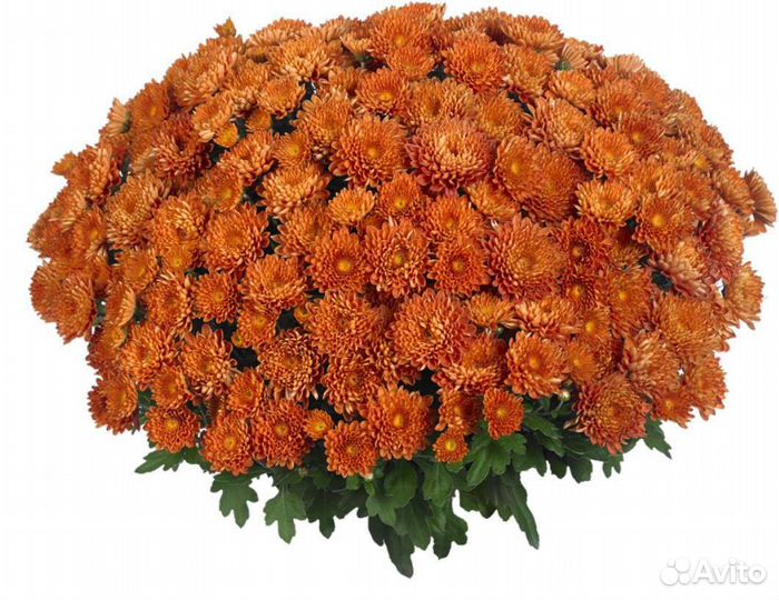 Хризантемы мультифлора