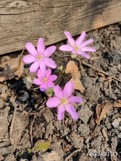 Печеночница и др.растения для сада