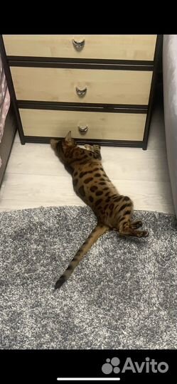 Бенгальская кошка
