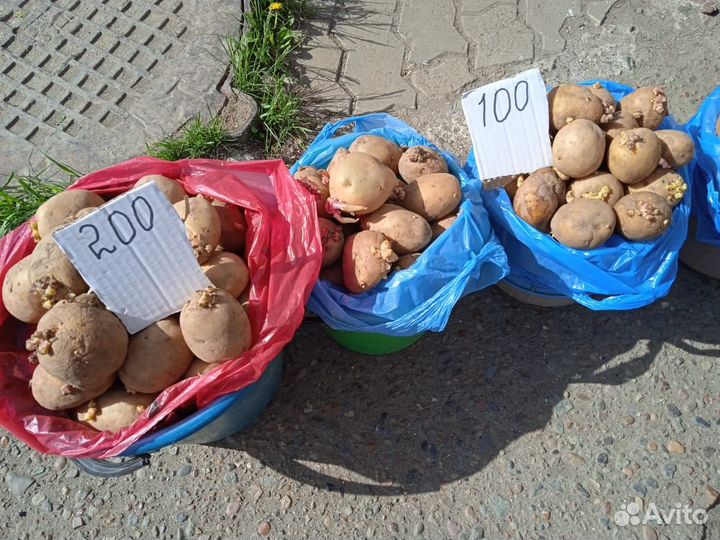 Картофель на семена