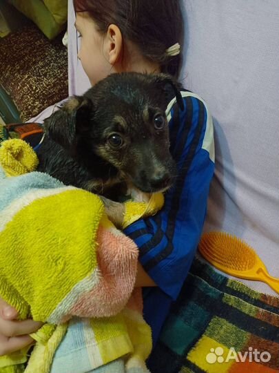 Собака, в добрые руки, щенок