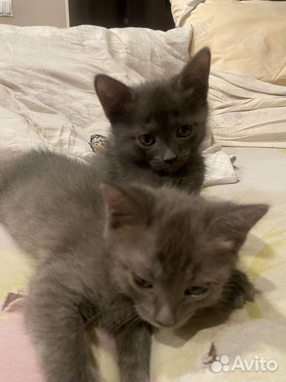 Котята