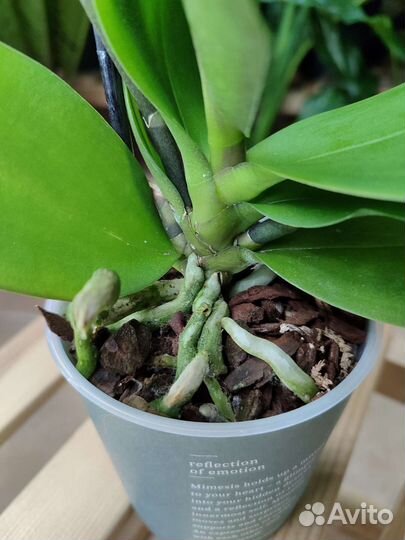 Орхидея мультифлора Gold Baby