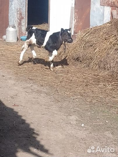 Бычок и телка