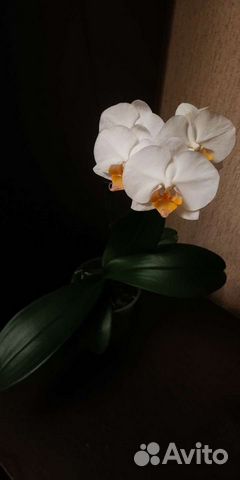 Орхидея Дарвин бронь
