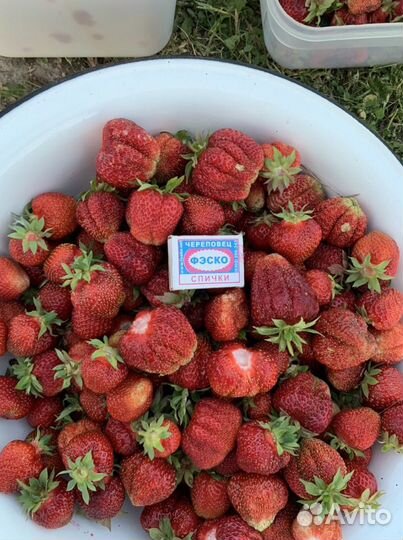 Усы клубники (виктории)