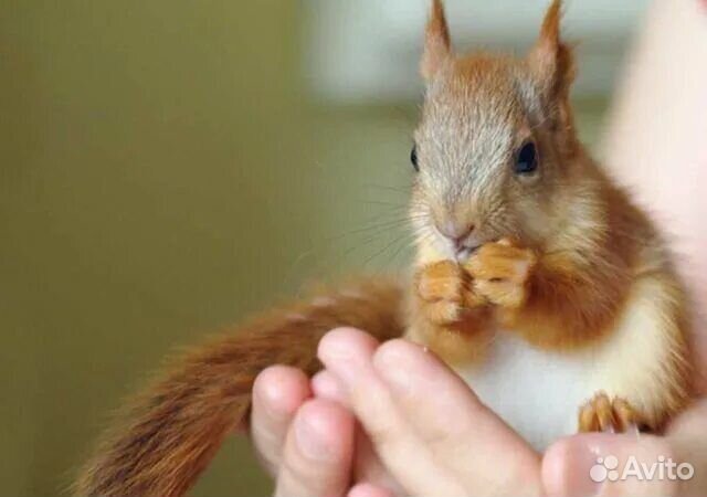 Домашние белки