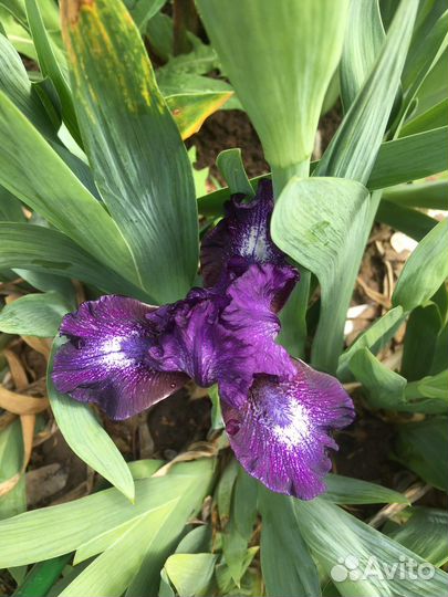 Ирисы карликовые
