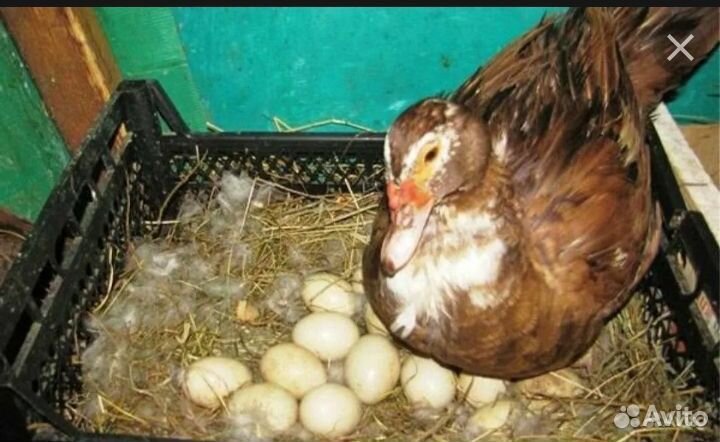 Инкубационное яйцо