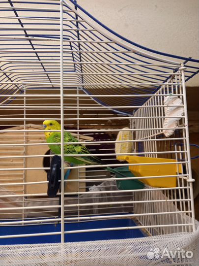 Волнистый попугай с клеткой