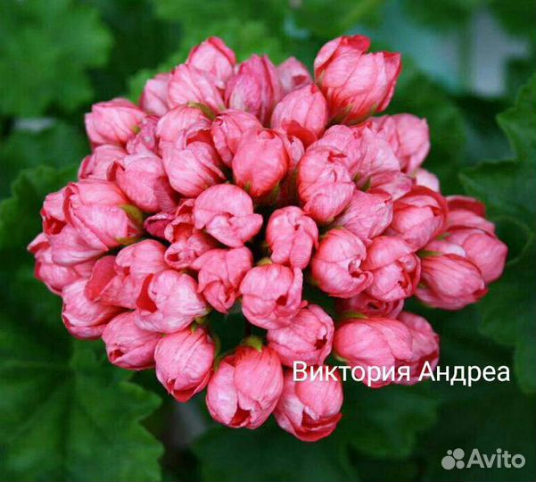 Пеларгонии сортовые