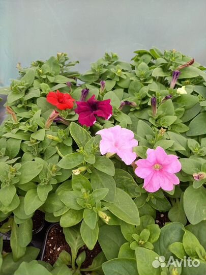 Рассада цветов