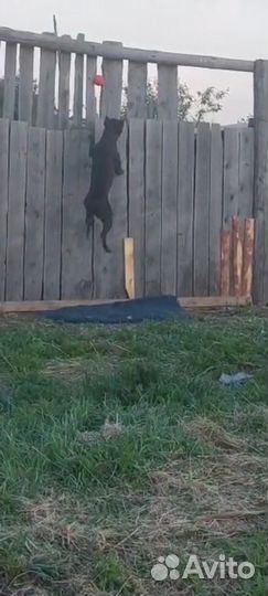 Пит бультерьер вязка