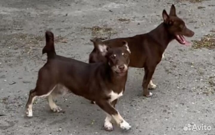 Щенок в добрые руки