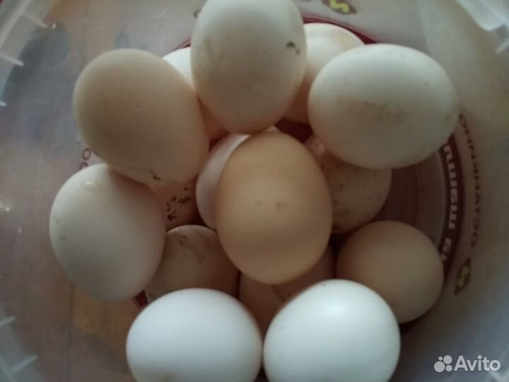 Свойские куриные яйца