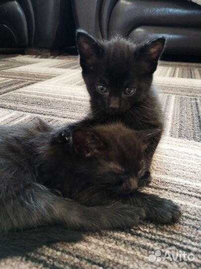 Отдадим котят