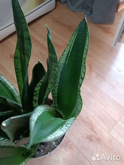 Сансевиерии сортовые