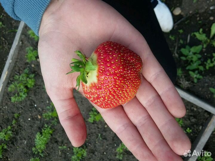 Клубника Гигантелла,Чёрный принц, Виктория ремонта