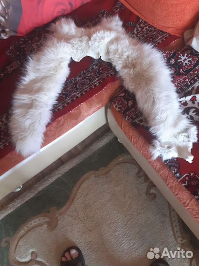 Меховой воротник песец