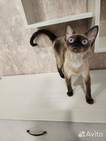 Девон рекс кошечка