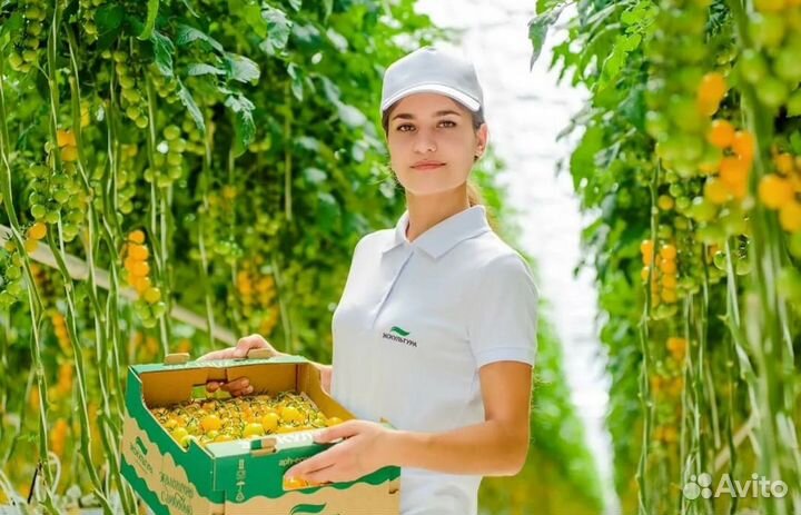 Москва Вахта с проживанием- Разнорабочий в теплицу