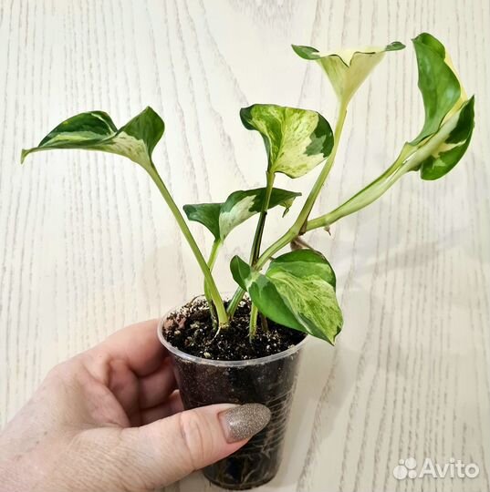 Эпипремнум Happy Leaf