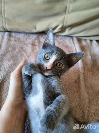 Котенок 3 месяца