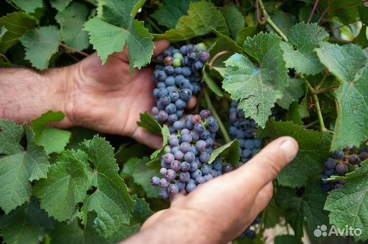 Рабочие на сбор винограда