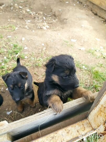 Щенки немецкой овчарки