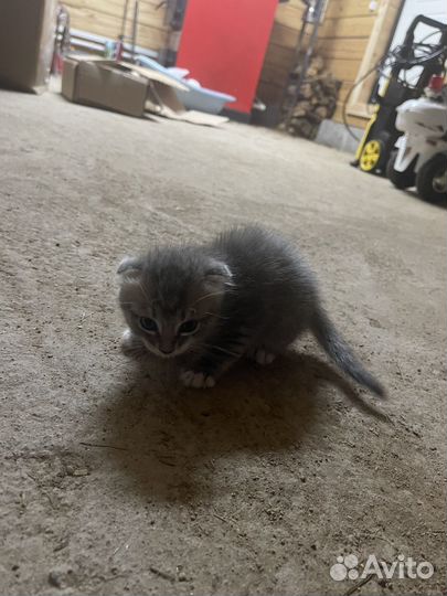 Котенок (девочка)