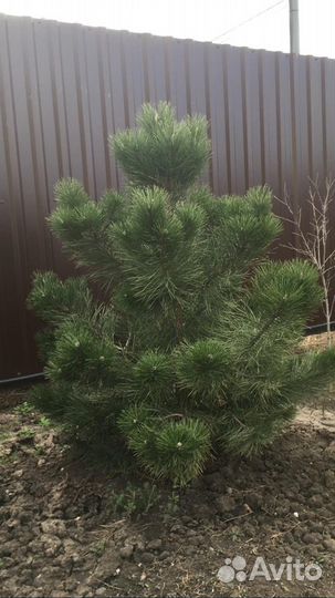 Сосна с комом земли