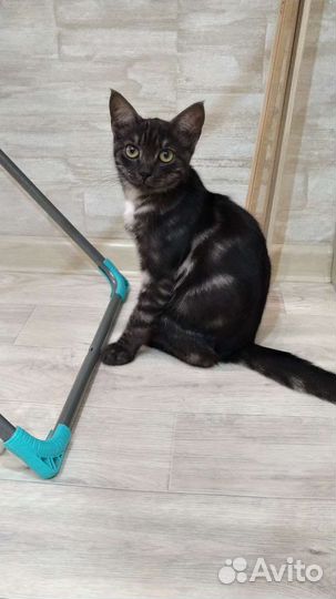 Котёнок мальчик