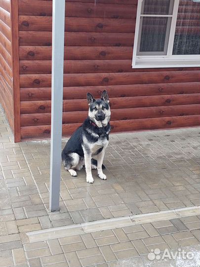 Случка собак