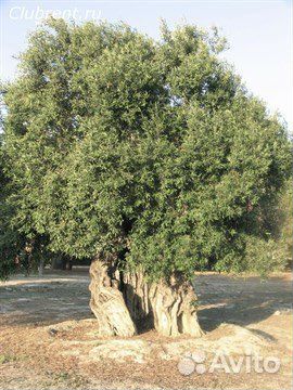 Олива (маслина) Европейская, семена